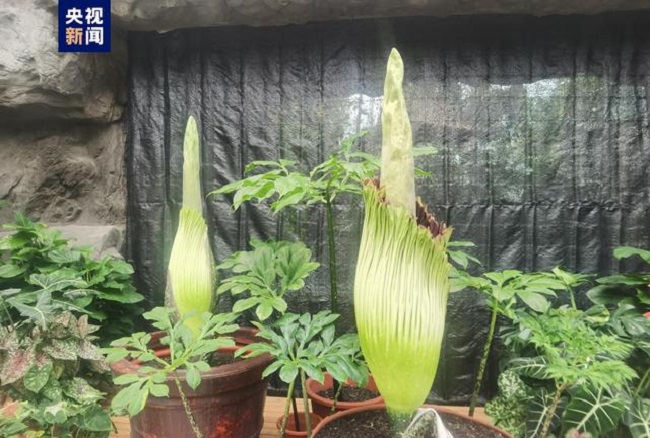 ?лтты? ботаникалы? ба?та?ы аморфофалл титаникалы? ?лемде ал?аш рет топтаса г?л ашты