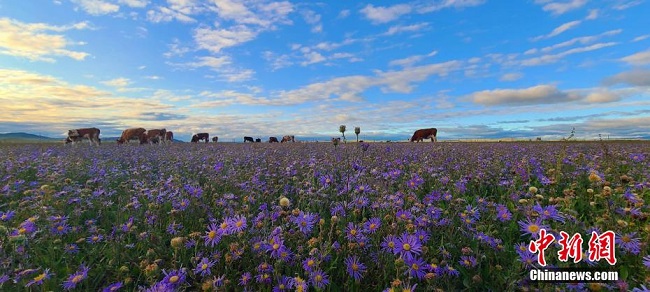 Жаз ортасында?ы ?шк? Мо???л сахарасы