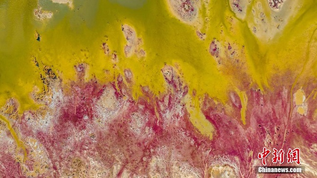 Цинхай Доулань к?л? сазды ал?абында?ы ??ызыл к?лемде ж?рген? ?й?рл? т?йелер