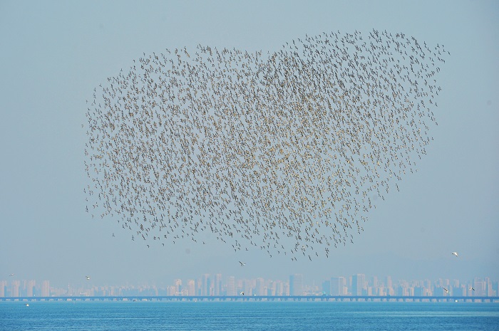 Б?р топ жыл ??стары Шаньдунны? Циндао ?аласы ма?ына жетт?