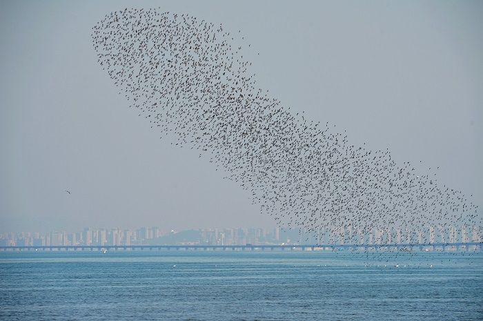 Б?р топ жыл ??стары Шаньдунны? Циндао ?аласы ма?ына жетт?