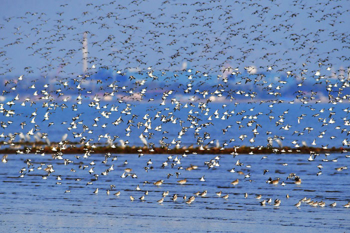 Б?р топ жыл ??стары Шаньдунны? Циндао ?аласы ма?ына жетт?
