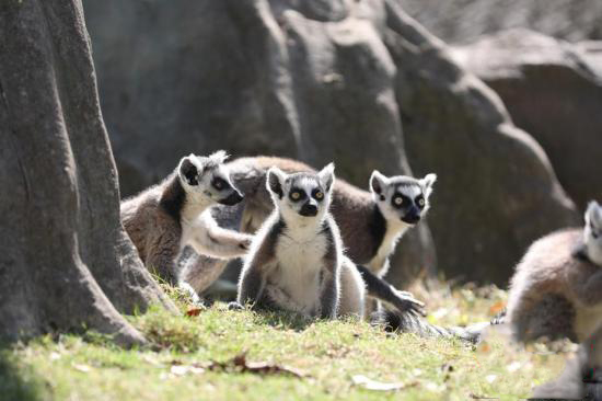 ?о?ыр к?зден л?ззат ал?ан жануарлар