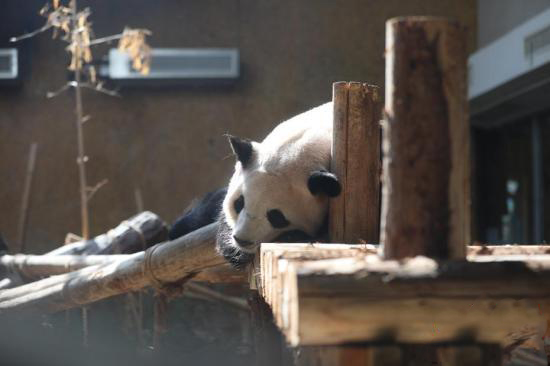 ?о?ыр к?зден л?ззат ал?ан жануарлар