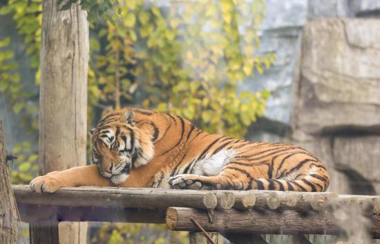 ?о?ыр к?зден л?ззат ал?ан жануарлар