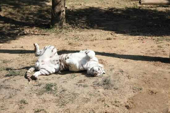 ?о?ыр к?зден л?ззат ал?ан жануарлар