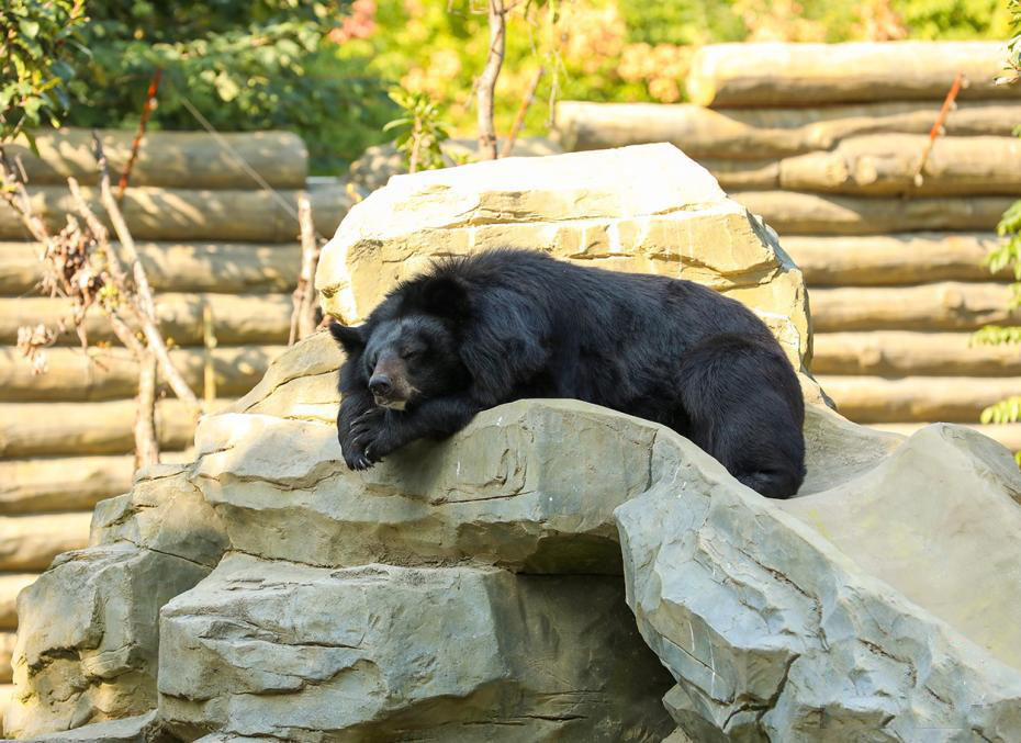 ?о?ыр к?зден л?ззат ал?ан жануарлар