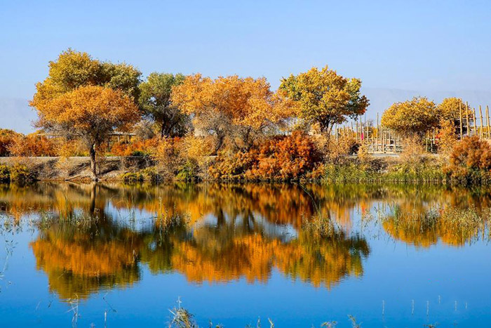 Шы?жа?ны? о?т?ст?г?ндег? байыр?ы тора??ы орманы алтын т?ске малынып, с?улес? суда ойнады