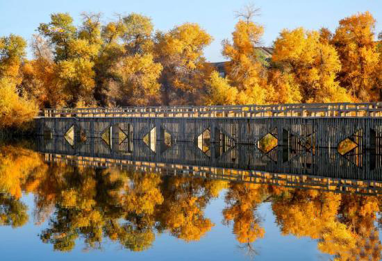 Шы?жа?ны? о?т?ст?г?ндег? байыр?ы тора??ы орманы алтын т?ске малынып, с?улес? суда ойнады