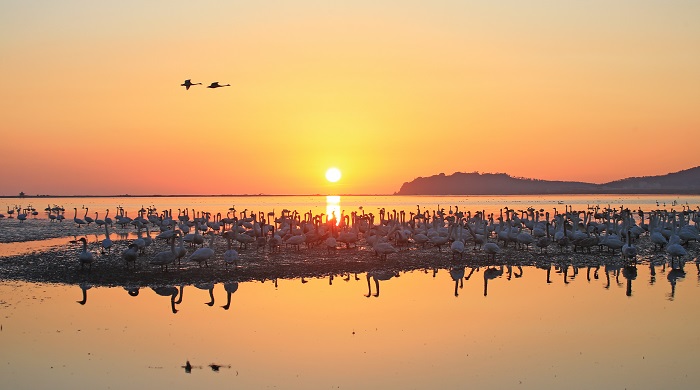 6000-?а жуы? ?лкен а??улар ?ыс?ы мекен?не - Шаньдунны? Рунчэн ?аласында?ы А??у к?л?не ?шып келд?