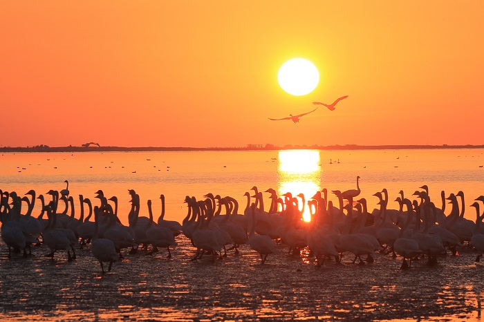 6000-?а жуы? ?лкен а??улар ?ыс?ы мекен?не - Шаньдунны? Рунчэн ?аласында?ы А??у к?л?не ?шып келд?