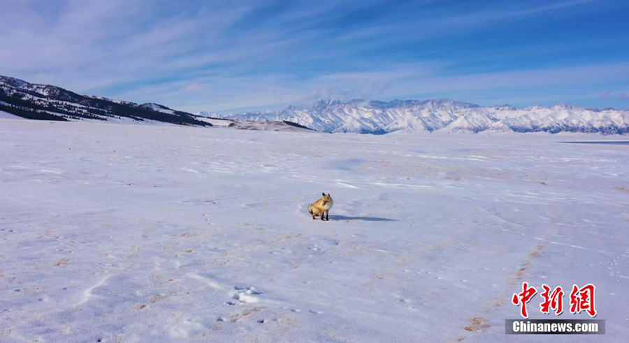 ?ыс?ы Сайрам: к?ркем ?ысты? ерк?н ?м?р?