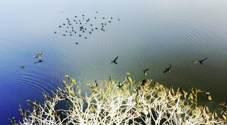 ?ыста Балихэ ?зен? са?асында?ы сымпылдай ?ш?ан ??стар