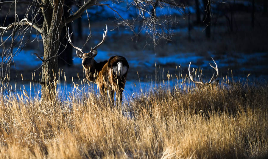 ?шк? Мо??ол: к?рк? к?з с?йс?нд?рет?н Луанхен алабы