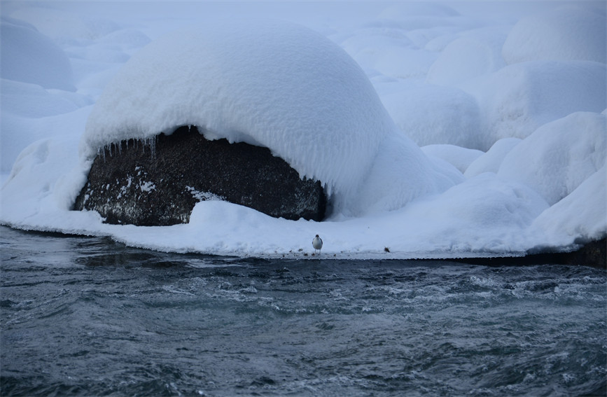 Шы?жа? ?анас: Таби?ат тудыр?ан та??ажайып кеск?ндеме
