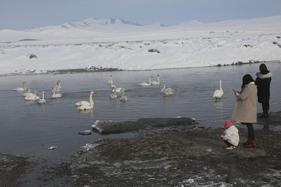 Шы?жа?ны? Мо???лк?ре ауданында?ы сазды жердег? сампылдай ?ш?ан а??улар