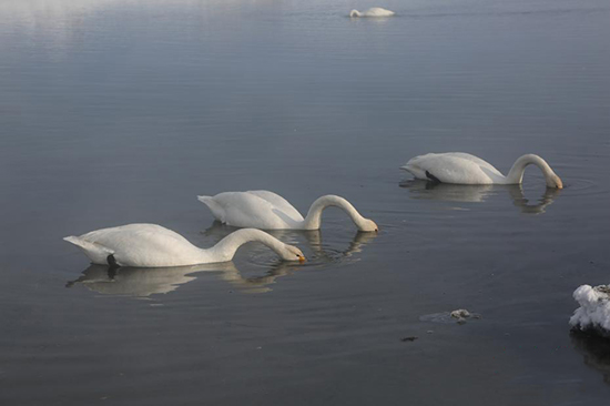 Шы?жа?ны? Мо???лк?ре ауданында?ы сазды жердег? сампылдай ?ш?ан а??улар