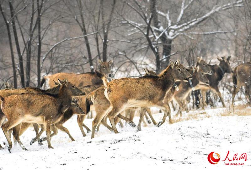 К?ктемг? ?ар ?ст?нде ойна?та?ан б?ландар