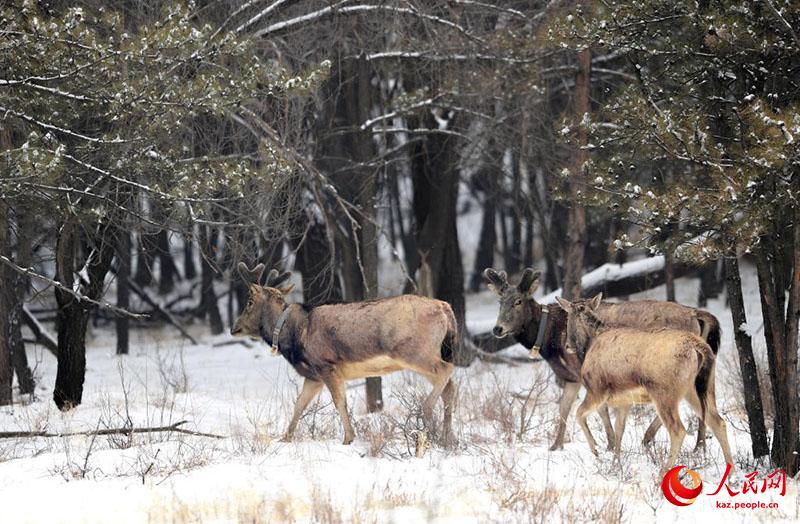 К?ктемг? ?ар ?ст?нде ойна?та?ан б?ландар