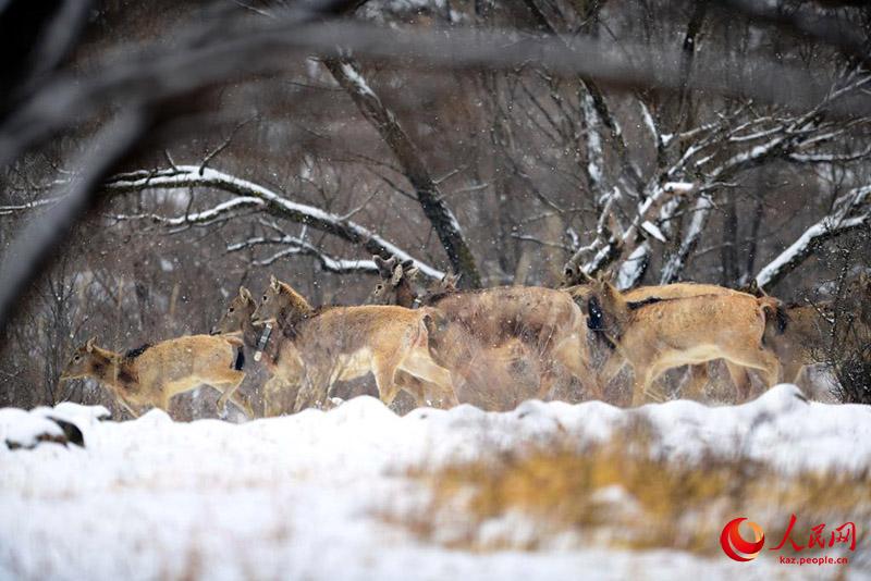 К?ктемг? ?ар ?ст?нде ойна?та?ан б?ландар
