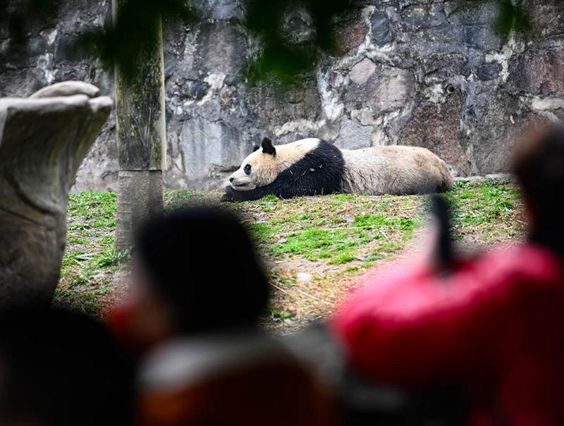 К?ктемг? к?нн?? шуа?ына шомыл?ан пандалар