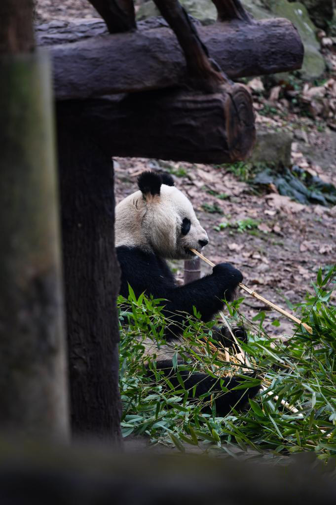 К?ктемг? к?нн?? шуа?ына шомыл?ан пандалар