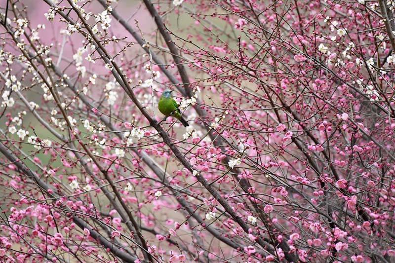 К?ктем кел?п г?лдер б?рш?к жара бастады