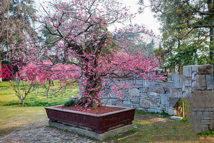 600 жыл?ы ??ара ?р?к патшасы? г?лдед?