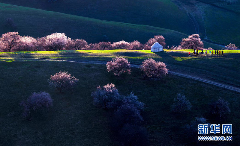 Нарат ?р?кт? сайында 2000 гектардан астам жабайы ?р?к ба?ы г?лдед?