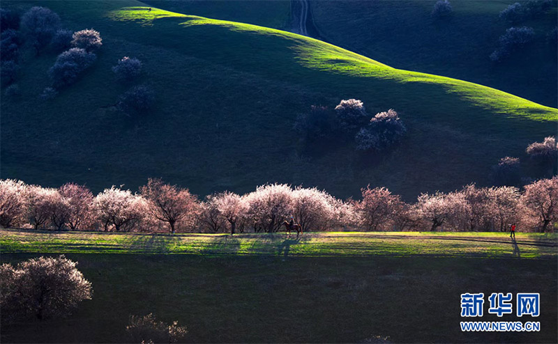 Нарат ?р?кт? сайында 2000 гектардан астам жабайы ?р?к ба?ы г?лдед?