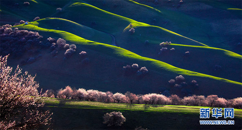 Нарат ?р?кт? сайында 2000 гектардан астам жабайы ?р?к ба?ы г?лдед?