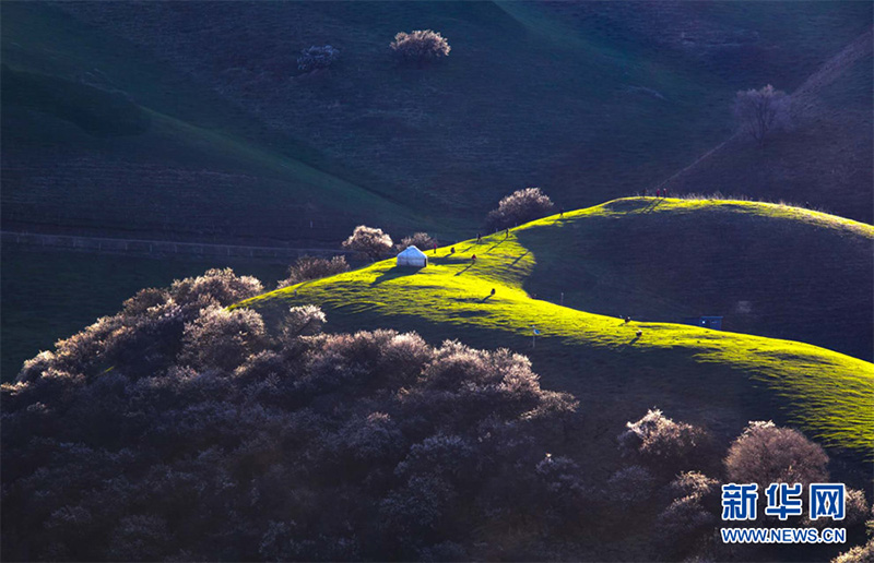 Нарат ?р?кт? сайында 2000 гектардан астам жабайы ?р?к ба?ы г?лдед?