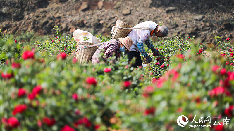 Юньнань Аньнинда раушан г?л?н жинау маусымы басталды