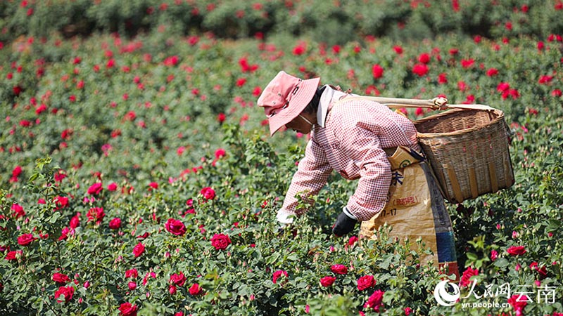 Юньнань Аньнинда раушан г?л?н жинау маусымы басталды