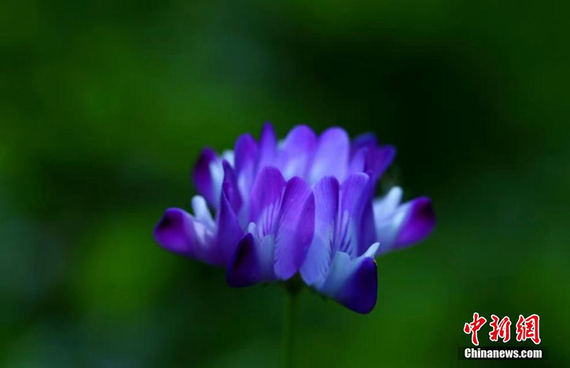 Уишань ?лтты? саяба?ында?ы жабайы г?лдер б?рш?к атты