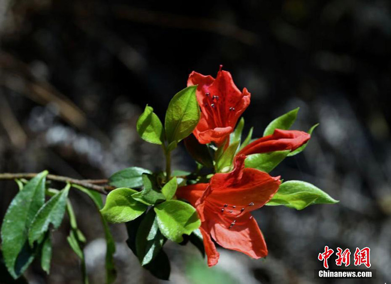 Уишань ?лтты? саяба?ында?ы жабайы г?лдер б?рш?к атты