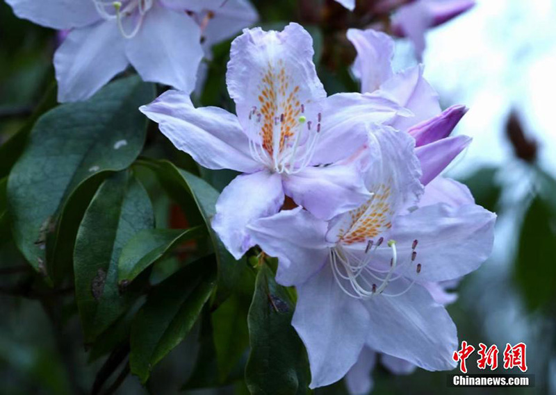 Уишань ?лтты? саяба?ында?ы жабайы г?лдер б?рш?к атты