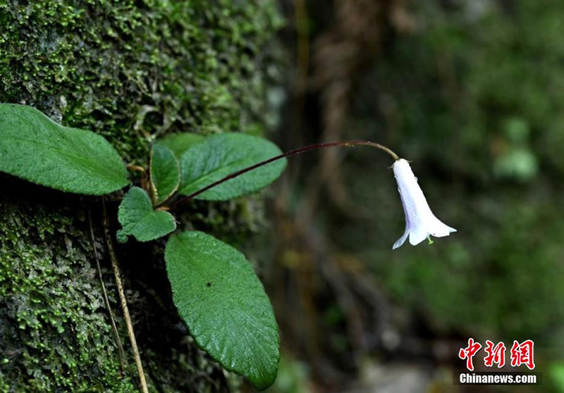 Уишань ?лтты? саяба?ында?ы жабайы г?лдер б?рш?к атты