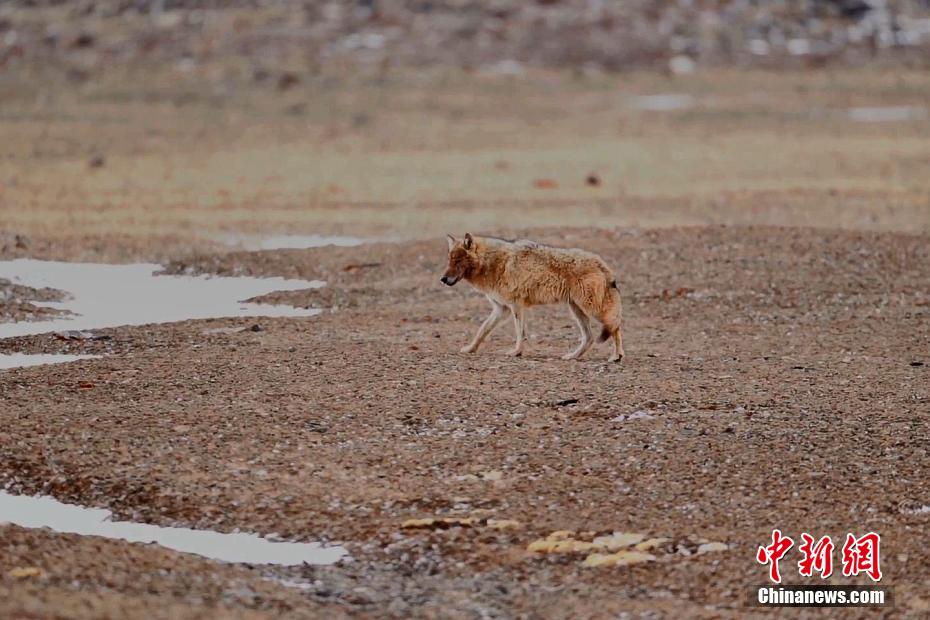 Цилянь тауыны? ?ойнауында?ы ?ара к?лде сирек кездесет?н хайуанаттар саны к?бей?п келед?