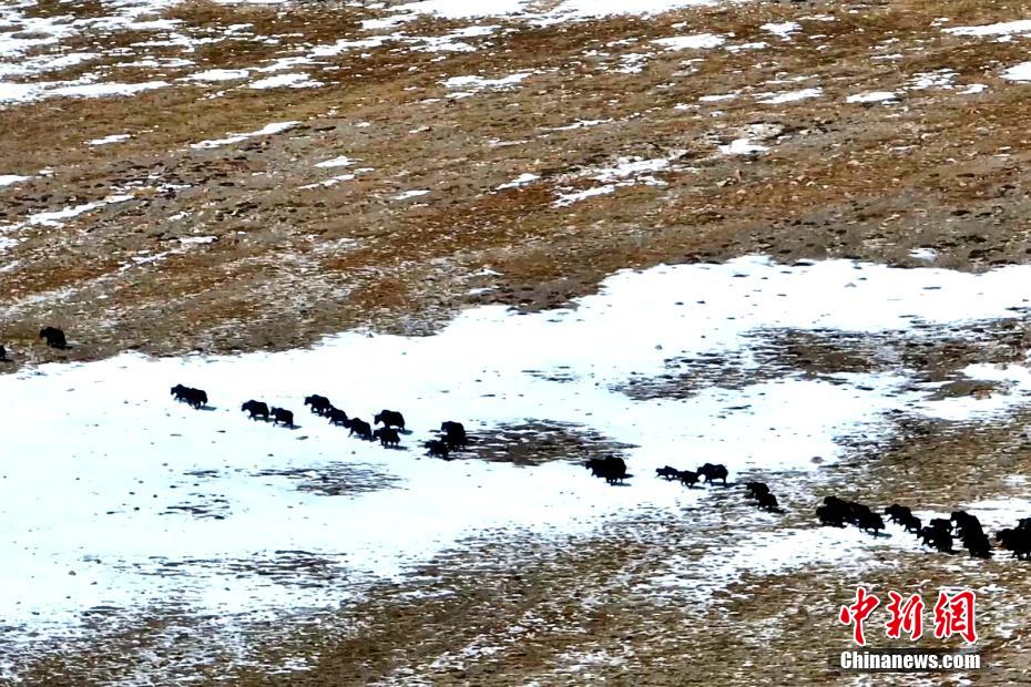 Цилянь тауыны? ?ойнауында?ы ?ара к?лде сирек кездесет?н хайуанаттар саны к?бей?п келед?