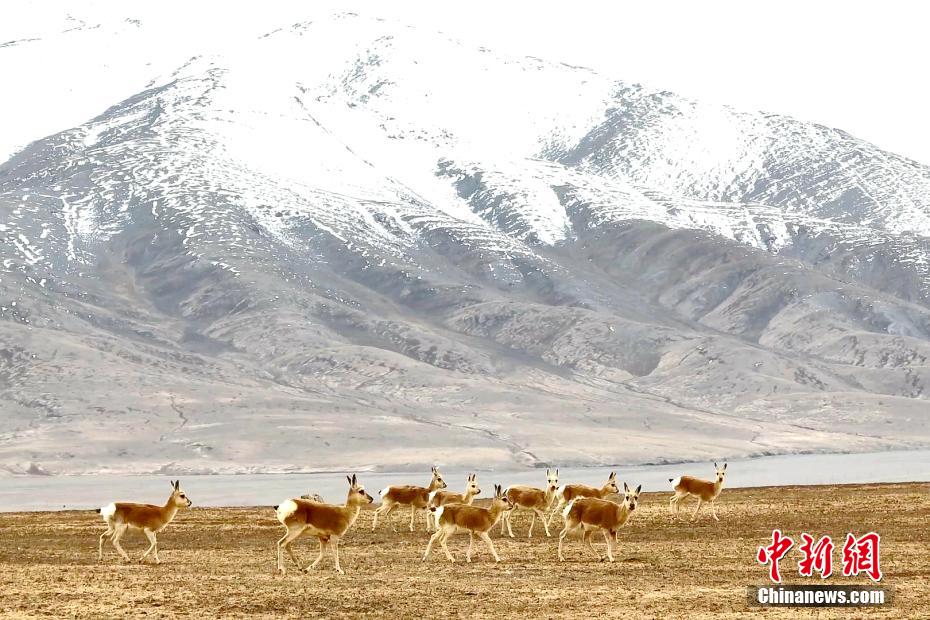 Цилянь тауыны? ?ойнауында?ы ?ара к?лде сирек кездесет?н хайуанаттар саны к?бей?п келед?