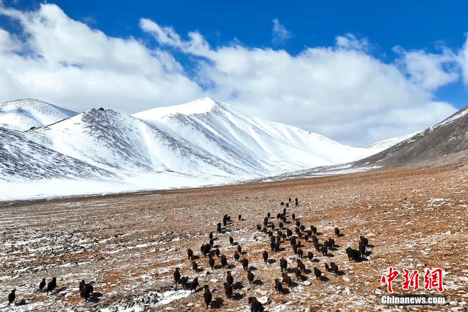 Цилянь тауыны? ?ойнауында?ы ?ара к?лде сирек кездесет?н хайуанаттар саны к?бей?п келед?