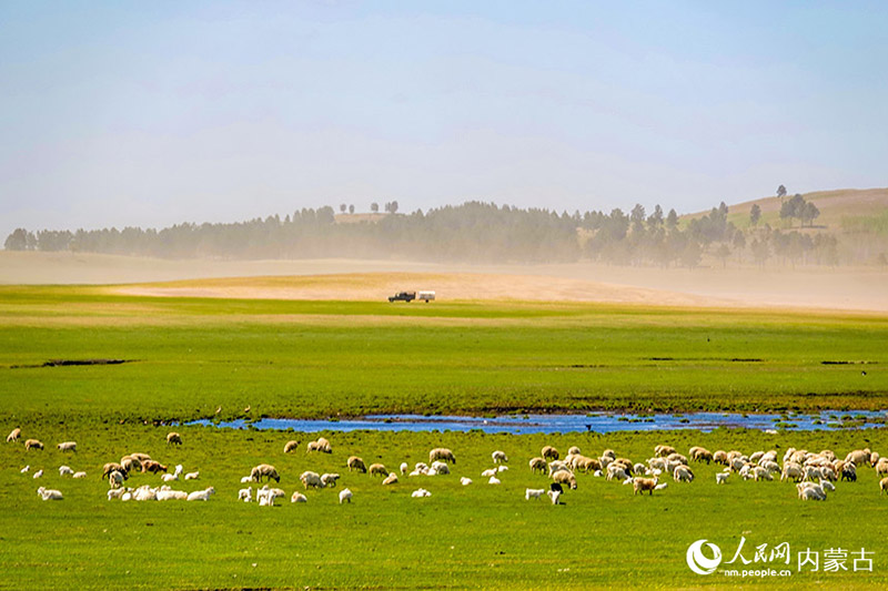 ?шк? Мо???лды? Хулуньбуир сахарасы жасыл желек жамылды