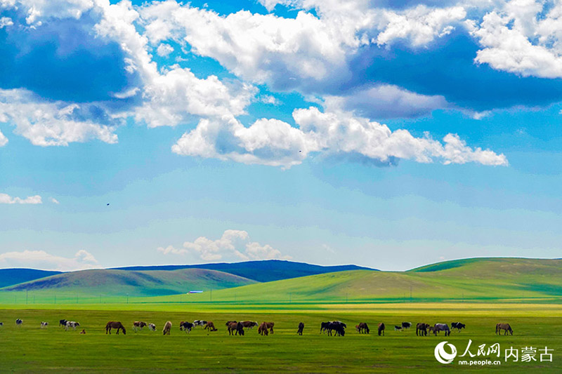 ?шк? Мо???лды? Хулуньбуир сахарасы жасыл желек жамылды