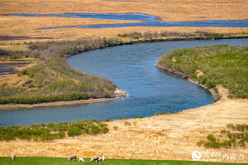 ?шк? Мо???лды? Хулуньбуир сахарасы жасыл желек жамылды