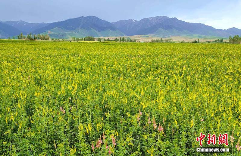 Шы?жа?ны? ?йс?н тауы баурайында?ы к?ркем к?р?н?с туристерд? та?-тамаша етт?