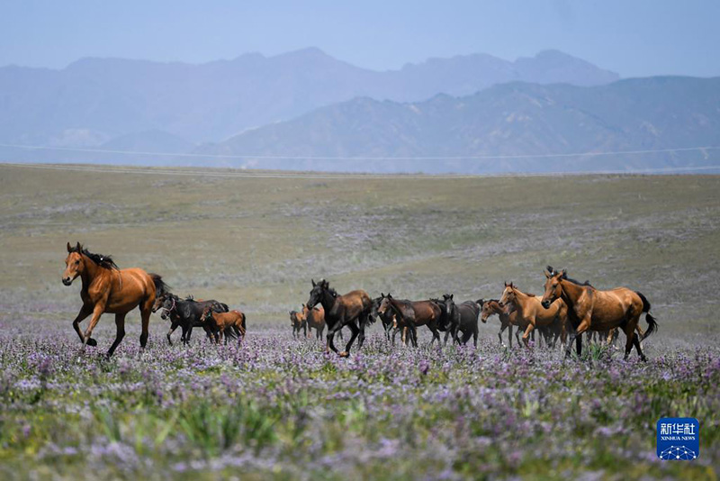 ?Т?мен т?лпар тула?ан? Шы?жа?ны? Мо???лк?ре ауданы