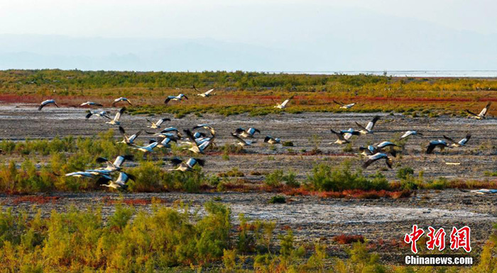 К?зде Шы?жа?да?ы Эйби к?л?н?? жа?асында тырналар тыраулай ?шты