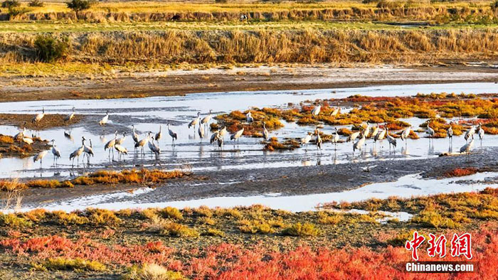 К?зде Шы?жа?да?ы Эйби к?л?н?? жа?асында тырналар тыраулай ?шты