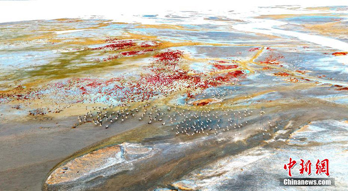 К?зде Шы?жа?да?ы Эйби к?л?н?? жа?асында тырналар тыраулай ?шты